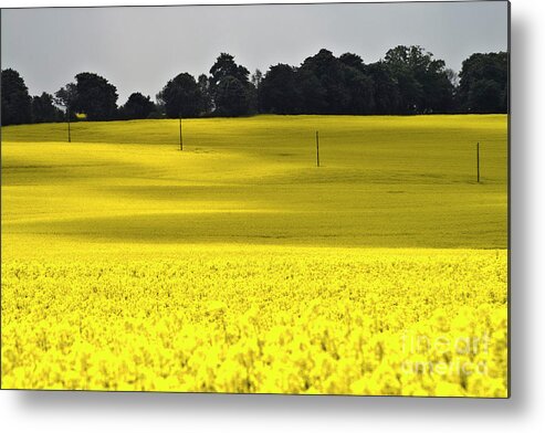 Heiko Metal Print featuring the photograph Rape Field in East Germany by Heiko Koehrer-Wagner