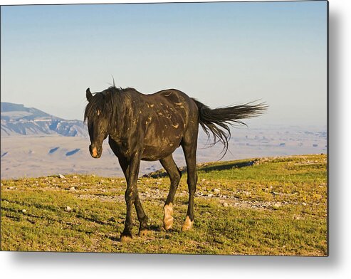 Mark Miller Photos Metal Print featuring the photograph Raven- a Wild Stallion by Mark Miller