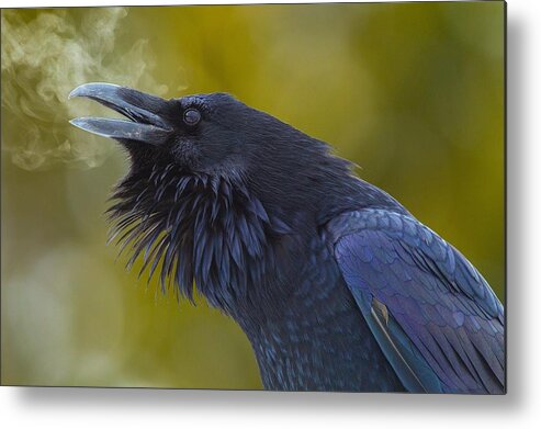 Raven Metal Print featuring the photograph Raven by Jackie Russo
