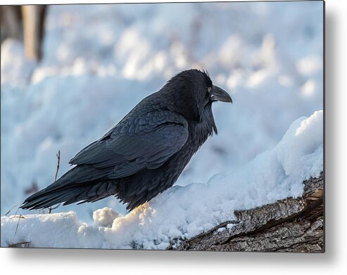 Raven Metal Print featuring the photograph Raven by Paul Freidlund