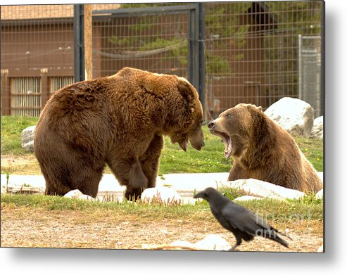Grizzly Bears Metal Print featuring the photograph Raven Watching The Brawl by Adam Jewell