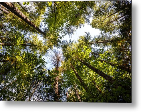 Autumn Metal Print featuring the photograph Reaching for Sky by Ronda Broatch