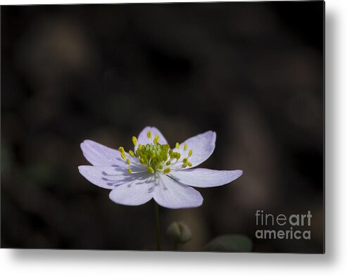 Bloodroot Metal Print featuring the photograph Reaching for the Sun by Andrea Silies