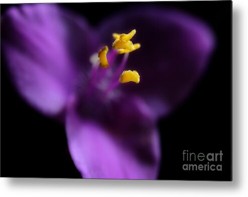 Purple Heart Flower Metal Print featuring the photograph Reaching by Michael Eingle