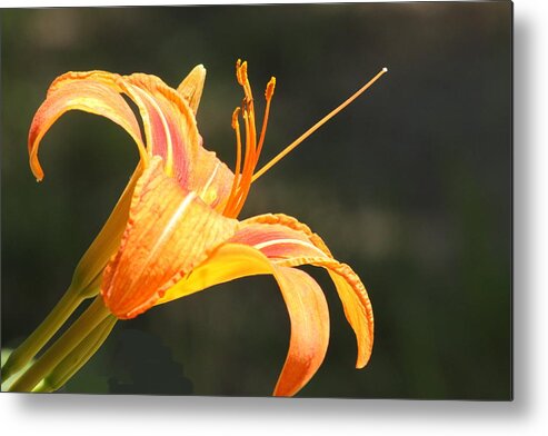 Nature Metal Print featuring the photograph Reaching Out by Sheila Brown