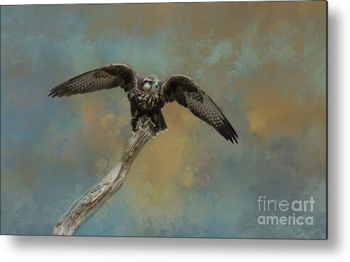 Common Kestrel Metal Print featuring the photograph Ready for Flight by Eva Lechner