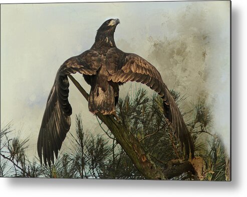 Eagle Metal Print featuring the digital art Ready To Fly by TnBackroadsPhotos