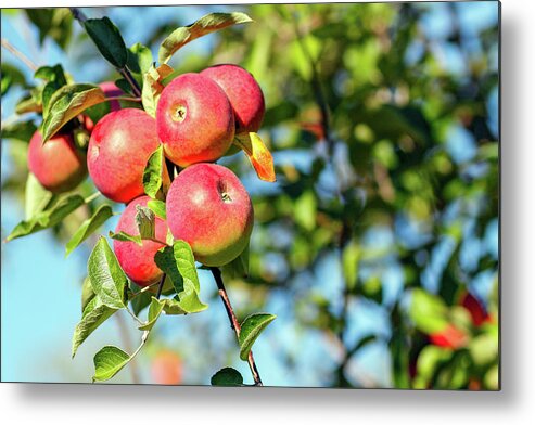Apple Metal Print featuring the photograph Ready to Pick by Todd Klassy