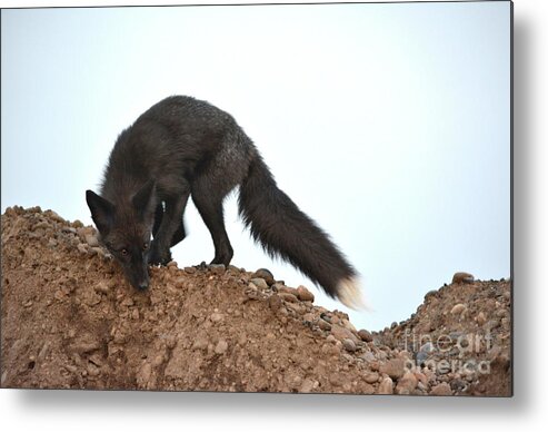 Fox Metal Print featuring the photograph Ready To Pounce by Vivian Martin