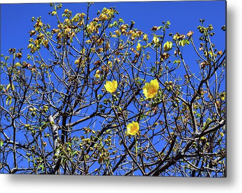 Flower Metal Print featuring the photograph Rebirth by Nicole Lloyd