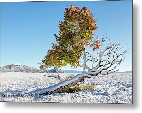 Aspen Metal Print featuring the photograph Reclining Tree With Snow by Denise Bush