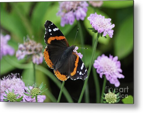 Red Admiral Butterfly Metal Print featuring the photograph Red Admiral Butterfly and Pincushion Flower by Robert E Alter Reflections of Infinity