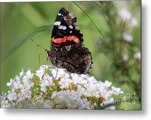 Butterfly Metal Print featuring the photograph Red Admiral Butterfly Ventral View by Karen Adams