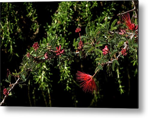 Az Metal Print featuring the photograph Red and Black by Glenn DiPaola