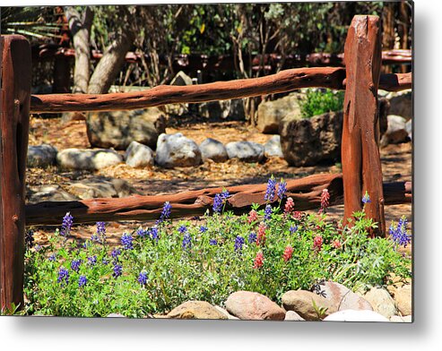 Landscape Metal Print featuring the photograph Red and Bluebonnets by Matalyn Gardner