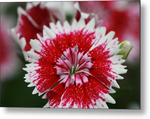 Flowers Metal Print featuring the photograph Red and white flower by Tim Stanley