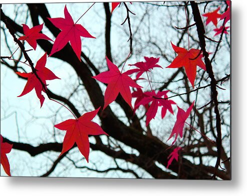 Autumn Metal Print featuring the photograph Red autumn leaves by Elenarts - Elena Duvernay photo