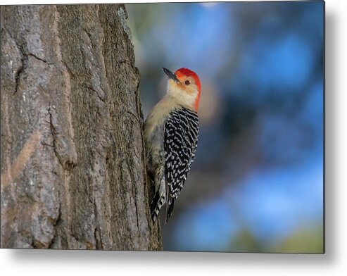 Bird Photography Metal Print featuring the photograph Red-bellied Wodpecker 3 by Gary Hall