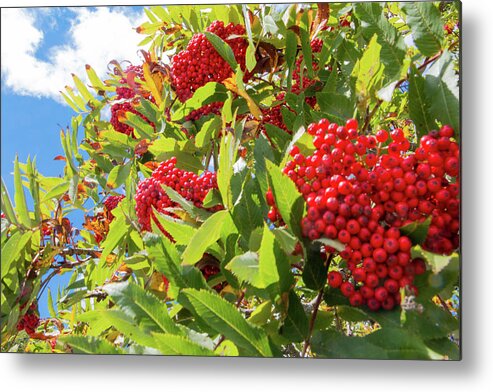 Red Metal Print featuring the photograph Red Berries, Blue Skies by D K Wall