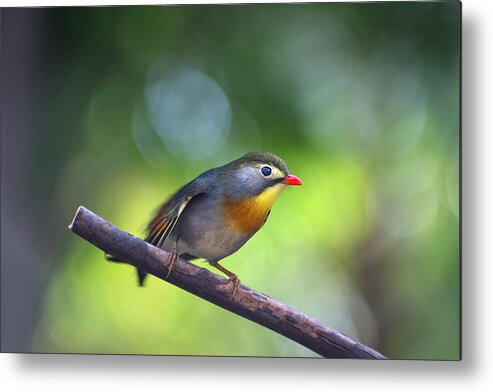 Red Billed Leiothrix Metal Print featuring the photograph Red Billed Leiothrix by John Poon