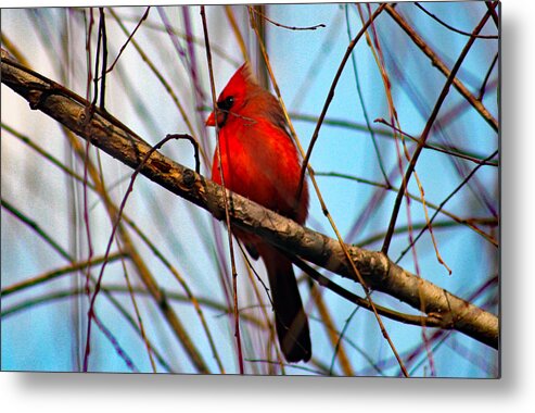 Redbird Metal Print featuring the photograph Red Bird Sitting Patiently by DB Hayes