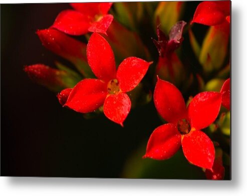 Red Metal Print featuring the photograph Red blooms by James Smullins