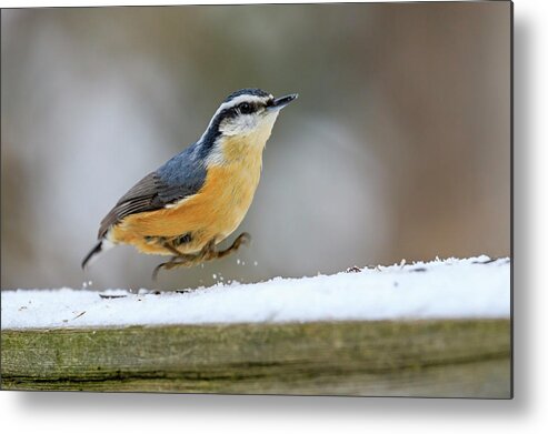 Gary Hall Metal Print featuring the photograph Red-breasted Nuthatch by Gary Hall