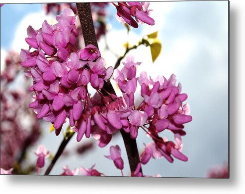 Nature Metal Print featuring the photograph Red Bud 2011-1 by Robert Morin