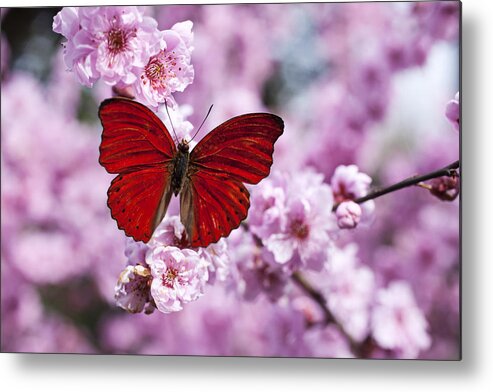 Red Metal Print featuring the photograph Red butterfly on plum blossom branch by Garry Gay