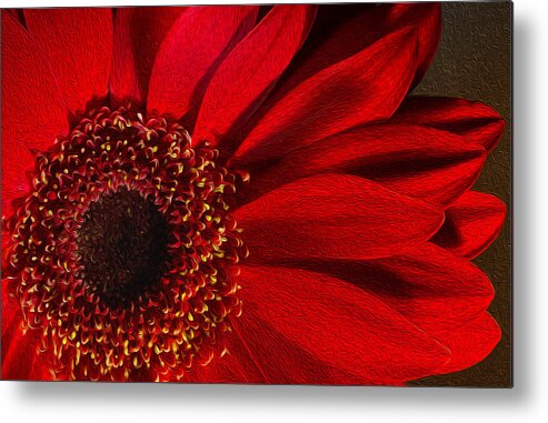 Flower Metal Print featuring the photograph Red Chrysanthemum Flower Bloom in Oil Painting Fusion by John Williams