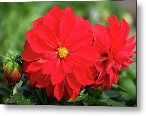 Red Dahlia Flower Metal Print featuring the photograph Red Dahlia by Ronda Ryan