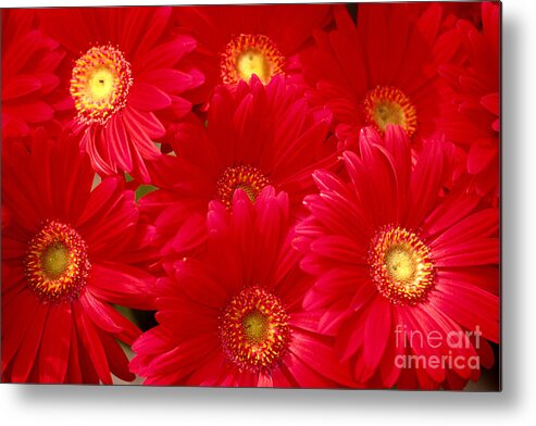 Allan Seiden Metal Print featuring the photograph Red Daisies by Allan Seiden - Printscapes