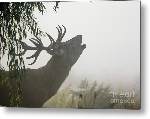 Antlers Metal Print featuring the photograph Red Deer stag - Cervus elaphus - bellowing or roaring on a misty m by Paul Farnfield