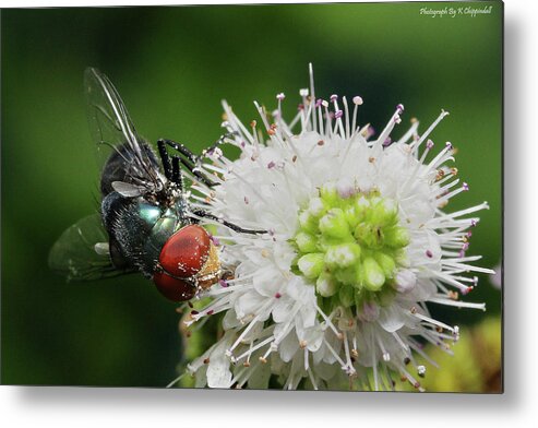 Flies Metal Print featuring the digital art Red eyes 999 by Kevin Chippindall