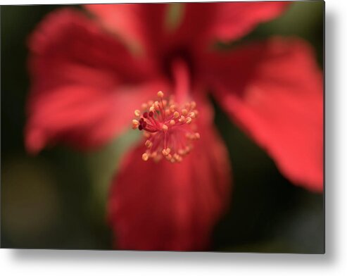  Metal Print featuring the photograph Red Flower by Akhil Suri