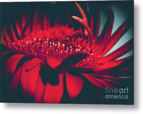 Red Flowers Metal Print featuring the photograph Red Flowers Parametric by Sharon Mau