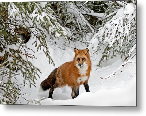 Fox Metal Print featuring the photograph Red Fox in Winter by Scott Read