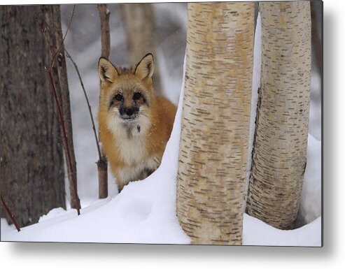 00170297 Metal Print featuring the photograph Red Fox Looking Out From Behind Trees by Tim Fitzharris