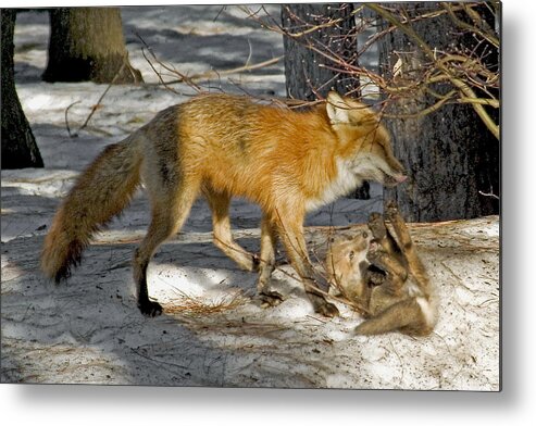 Red Fox Metal Print featuring the photograph Red Fox Mommy and the cutest puppy by Asbed Iskedjian