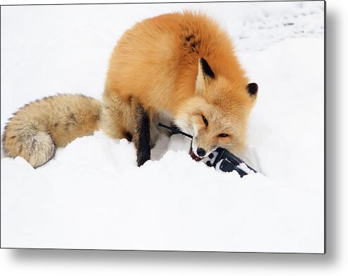 Animal Metal Print featuring the photograph Red Fox to Base by Joni Eskridge