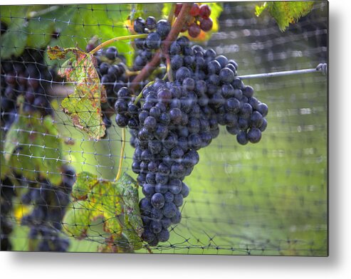 Grapes Metal Print featuring the photograph Red grapes by Steve Gravano