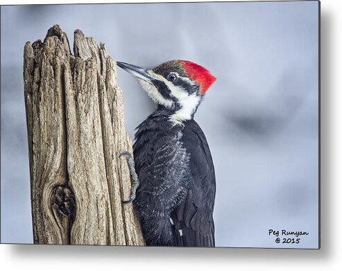 Woodpecker Metal Print featuring the photograph Red Head by Peg Runyan
