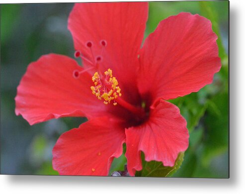 Flower Metal Print featuring the photograph Red Hibiscus 2 by Amy Fose