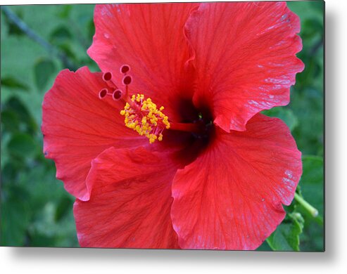 Flower Metal Print featuring the photograph Red Hibiscus 1 by Amy Fose