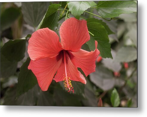Flower Metal Print featuring the photograph Red Hibiscus Flower by Tim Abeln