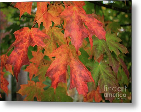 Reid Callaway Majestic Red Metal Print featuring the photograph Red Maple Eye Magnets Fall Leaf Art by Reid Callaway