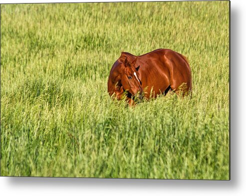 Horse Metal Print featuring the photograph Red Mare by Alana Thrower