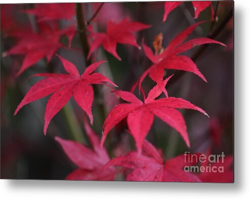 Red Metal Print featuring the photograph Red palms by Yumi Johnson