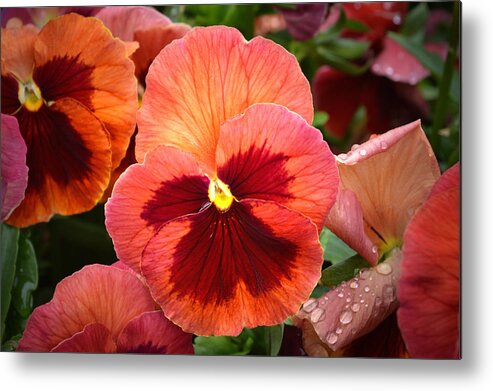 Pansy Metal Print featuring the photograph Red Pansy. by Terence Davis