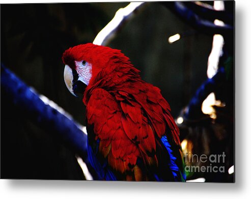  Metal Print featuring the photograph Red Parrot by David Frederick